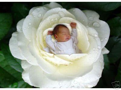 nee dans une rose